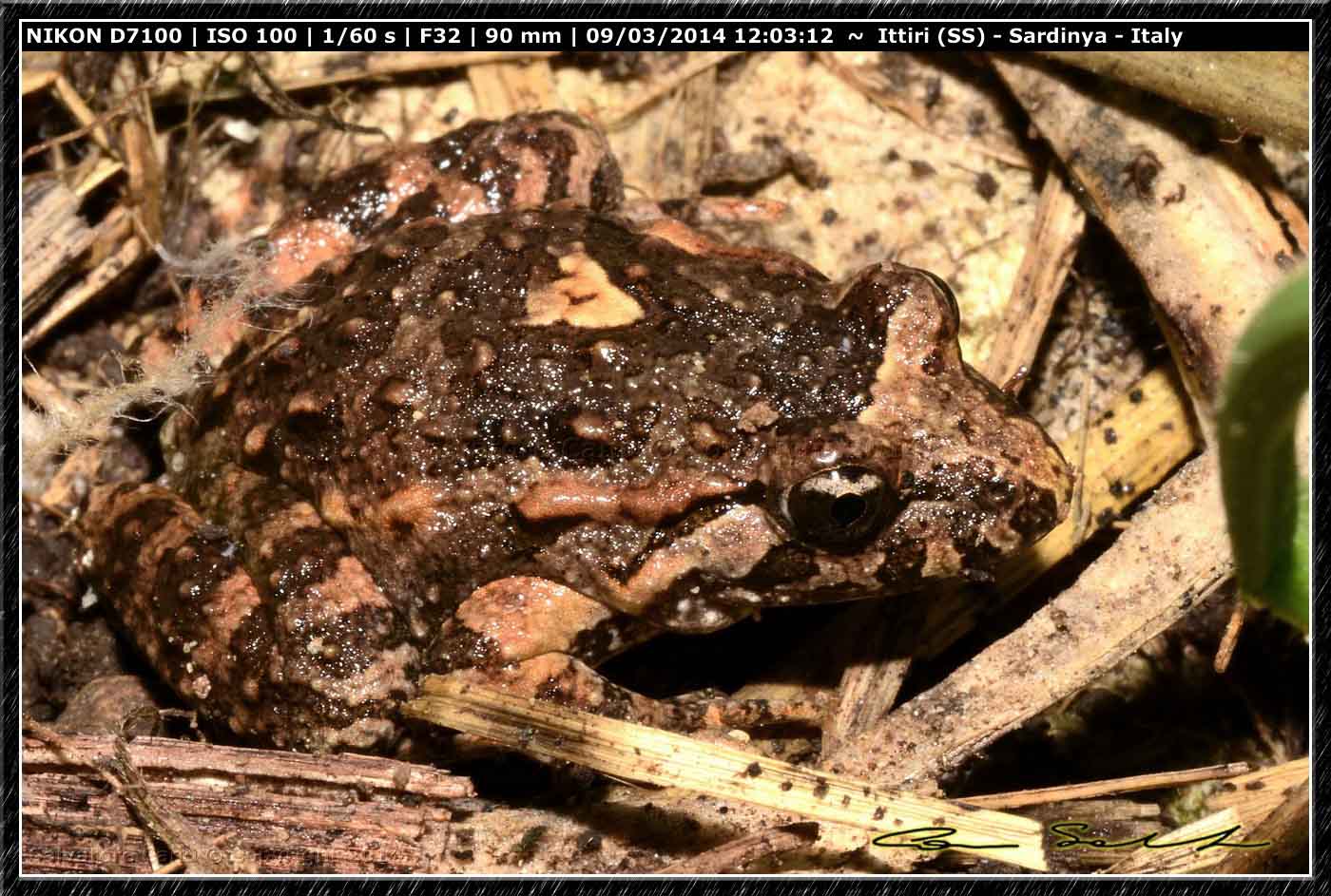 Discoglossus sardus